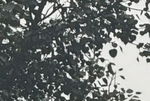 വടക്കേ ഇന്ത്യയിലെ പുകമഞ്ഞ്: കാനഡ, യുകെ, സിംഗപ്പൂർ യാത്രാ മുന്നറിയിപ്പുകൾ നൽകി