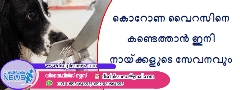 കൊറോണ വൈറസിനെ കണ്ടെത്താൻ ഇനി നായ്ക്കളുടെ സേവനവും