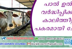 പാല്‍ ഉല്‍പ്പാദം വര്‍ദ്ധിപ്പിക്കാനായി കാലിത്തീറ്റയ്ക്കു പകരമായി ചോക്ളേറ്റ്