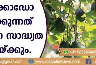 അവക്കാഡോ കഴിക്കുന്നത് ഹൃദ്രോഗ സാധ്യത കുറയ്ക്കും