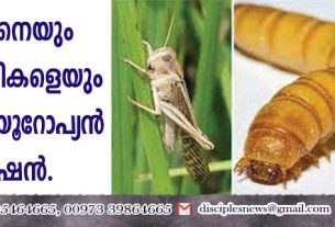 ചീവീടിനെയും വെട്ടുക്കിളികളെയും കഴിക്കൂ - യൂറോപ്യന്‍ കമ്മീഷന്‍