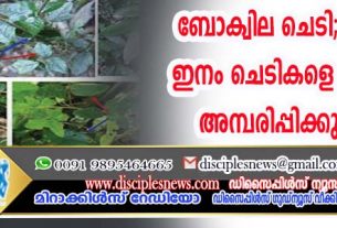 ബോക്വില ചെടി; 8 വ്യത്യസ്തയിനം ചെടികളെ അനുകരിച്ച് അമ്പരിപ്പിക്കുന്ന ചെടി