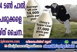 പ്രതിവര്‍ഷം 54 ടണ്‍ പാല്‍ , 3 വിശിഷ്ട പശുക്കളെ ക്ളോണ്‍ ചെയ്ത് ചൈന