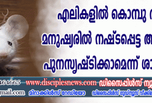 എലികളില്‍ കൊമ്പ് വളര്‍ത്തി; മനുഷ്യരില്‍ നഷ്ടപ്പെട്ട അവയവങ്ങള്‍ പുനസൃഷ്ടിക്കാമെന്ന് ശാസ്ത്രജ്ഞര്‍