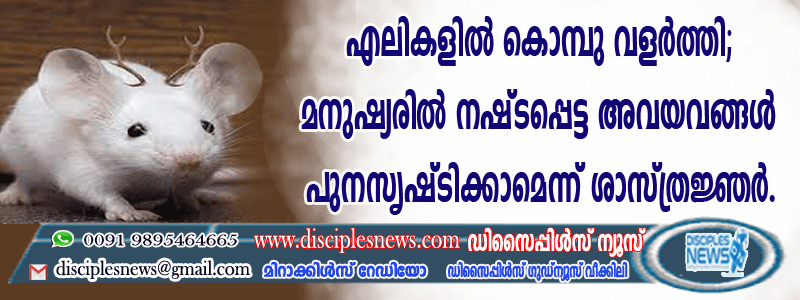 എലികളില്‍ കൊമ്പ് വളര്‍ത്തി; മനുഷ്യരില്‍ നഷ്ടപ്പെട്ട അവയവങ്ങള്‍ പുനസൃഷ്ടിക്കാമെന്ന് ശാസ്ത്രജ്ഞര്‍