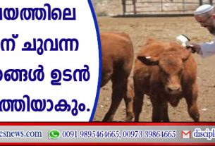 ദൈവാലയത്തിലെ യാഗത്തിന് ചുവന്ന പശുക്കിടാക്കള്‍ ഉടന്‍ പ്രായപൂര്‍ത്തിയാകും