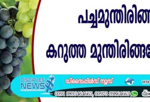 പച്ചമുന്തിരിങ്ങയോ കറുത്ത മുന്തിരിങ്ങയോ നല്ലത്?