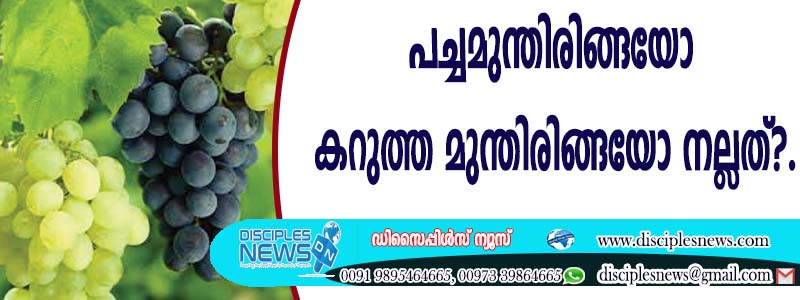 പച്ചമുന്തിരിങ്ങയോ കറുത്ത മുന്തിരിങ്ങയോ നല്ലത്?
