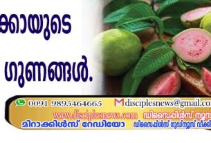 പേരയ്ക്കായുടെ ആരോഗ്യ ഗുണങ്ങള്‍