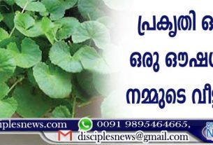 പ്രകൃതി ഒരുക്കിയ ഒരു ഔഷധ കലവറ നമ്മുടെ വീട്ടു മുറ്റത്ത്