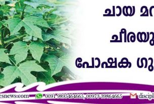 ചായ മന്‍സ ചീരയുടെ പോഷക ഗുണങ്ങള്‍