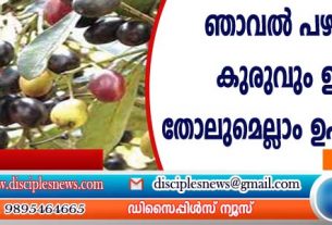 ഞാവല്‍ പഴത്തിന്റെ കുരുവും ഇലയും തോലുമെല്ലാം ഉപയോഗപ്രദം