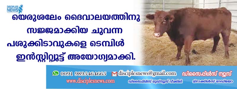 യെരുശലേം ദൈവാലയത്തിനുവേണ്ടി സജ്ജമാക്കിയ ചുവന്ന പശുക്കിടാവുകളെ ടെമ്പിള്‍ ഇന്‍സ്റ്റിറ്റ്യൂട്ട് അയോഗ്യമാക്കി