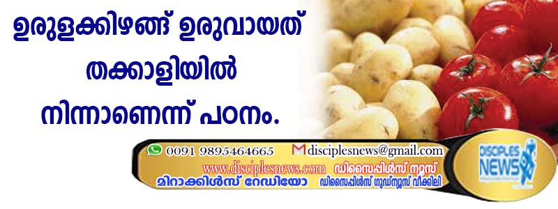 ഉരുളക്കിഴങ്ങ് ഉണ്ടായത് തക്കാളിയില്‍നിന്നാണെന്ന് പഠനം