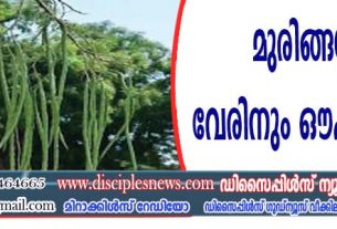 മുരിങ്ങയുടെ വേരിനും ഉണ്ട് ഔഷധ ഗുണം