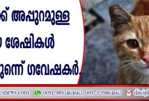 മനുഷ്യര്‍ക്ക് അപ്പുറമുള്ള ഇന്ദ്രിയ ശേഷികള്‍ പൂച്ചകള്‍ക്ക് ഉണ്ടെന്ന് ഗവേഷകര്‍