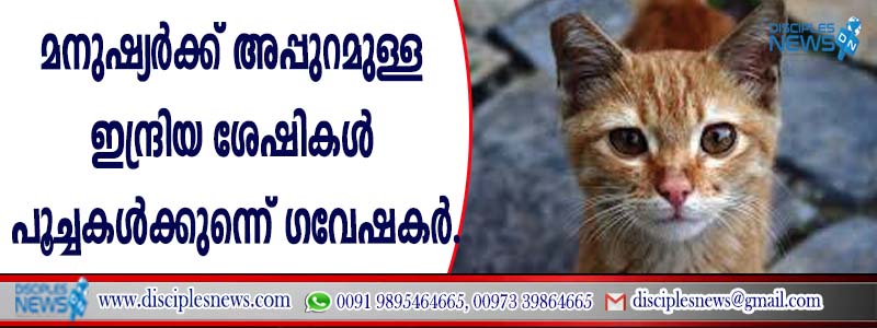 മനുഷ്യര്‍ക്ക് അപ്പുറമുള്ള ഇന്ദ്രിയ ശേഷികള്‍ പൂച്ചകള്‍ക്ക് ഉണ്ടെന്ന് ഗവേഷകര്‍