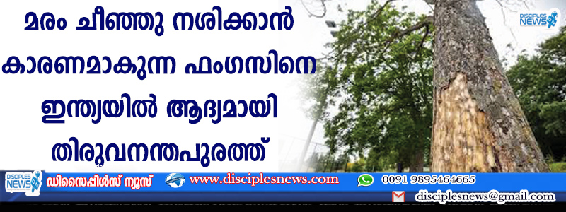 മരം ചീഞ്ഞു നശിക്കാന്‍ കാരണമാകുന്ന ഫംഗസിനെ ഇന്ത്യയില്‍ ആദ്യമായി തിരുവനന്തപുരത്ത് കണ്ടെത്തി