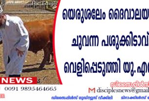 യെരുശലേം ദൈവാലയത്തിലേക്കുള്ള ചുവന്ന പശുക്കിടാവ് ഇവിടെയുണ്ട്; വെളിപ്പെടുത്തി യു.എസ്. കര്‍ഷകന്‍