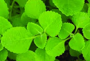 പനിക്കൂര്‍ക്കയുടെ ഔഷധ ഗുണങ്ങള്‍.