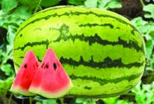 തണ്ണിമത്തന്റെ ആരോഗ്യ ഗുണങ്ങള്‍ വേനല്‍ക്കാല്‍ത്ത് ഏതു സ്ഥലത്തും സുലഭമായി ലഭിക്കുന്ന ഒരു പഴവര്‍ഗ്ഗമാണ് തണ്ണിമത്തന്‍. കുക്കുര്‍ബിറ്റേബി കുടുംബത്തില്‍പ്പെട്ട തണ്ണിമത്തനില്‍ ഏകദേശം 92 ശതമാനവും വെള്ളമാണ്. അതുപോലെ കലോറി കുറവും വിറ്റാമിന്‍ എ, സി എന്നിവയാല്‍ സമ്പന്നവുമാണ്. ചര്‍മ്മത്തിന്റെ ആരോഗ്യം മെച്ചപ്പെടുത്താന്‍ തണ്ണിമത്തന്‍ വളരെയധികം ഫലപ്രദമാണ്. തണ്ണിമത്തനില്‍ അടങ്ങിയിരിക്കുന്ന വിറ്റാമിന്‍ സി, കൊളാജെന്‍ സിന്തസിസ് ചര്‍മ്മത്തിന്റെ കണക്ടീവ് കോശങ്ങളെ ശക്തിപ്പെടുത്തും. ഇത് മുറിവ് ഉണങ്ങുവാന്‍ സഹായകരമാണ്. തണ്ണിമത്തനിലെ സിട്രുലിന്‍ , അര്‍ജിനൈല്‍ എന്നിവയ്ക്ക് ആന്റീ മൈക്രോബയല്‍ ഗുണങ്ങളുണ്ട്. മുഖക്കുരു ഉണ്ടാക്കുന്ന ബാക്ടീരിയകളെ ചെറുക്കാനും ചര്‍മ്മ ആരോഗ്യം മെച്ചപ്പെടുത്താനും ഇത് സഹായിക്കുന്നു. തണ്ണി മത്തനില്‍ നാരുകള്‍ ധാരാളമുണ്ട്. തണ്ണിമത്തനില്‍ സിട്രുലിന്‍ അടങ്ങിയിരിക്കുന്നതിനാല്‍ ശരീരത്തില്‍ രക്തയോട്ടം വര്‍ദ്ധിപ്പിക്കും. മെച്ചപ്പെട്ട രക്ത ചംക്രമണം, ചര്‍മ്മ കോശങ്ങളിലേക്ക് ആവശ്യ പോഷകങ്ങള്‍ എത്തിക്കുകയും പുനരുജ്ജീവിപ്പിക്കുകയും ചെയ്യും. മാത്രമല്ല തണ്ണി മത്തന്‍ ഒരു പ്രകൃതിദത്ത ഡൈയൂററ്റിക് ആണ്. ഇത് മൂത്രത്തിന്റെ ഉല്‍പ്പാദനം പ്രോത്സാഹിപ്പിക്കുകയും ശരീരത്തില്‍നിന്നും വിഷവസ്തുക്കളെ പുറന്തള്ളാന്‍ സഹായിക്കുകയും ചെയ്യുന്നു.