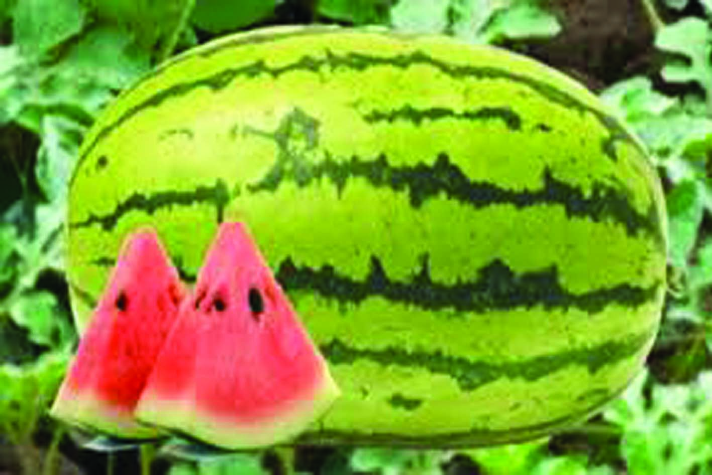 തണ്ണിമത്തന്റെ ആരോഗ്യ ഗുണങ്ങള്‍ വേനല്‍ക്കാല്‍ത്ത് ഏതു സ്ഥലത്തും സുലഭമായി ലഭിക്കുന്ന ഒരു പഴവര്‍ഗ്ഗമാണ് തണ്ണിമത്തന്‍. കുക്കുര്‍ബിറ്റേബി കുടുംബത്തില്‍പ്പെട്ട തണ്ണിമത്തനില്‍ ഏകദേശം 92 ശതമാനവും വെള്ളമാണ്. അതുപോലെ കലോറി കുറവും വിറ്റാമിന്‍ എ, സി എന്നിവയാല്‍ സമ്പന്നവുമാണ്. ചര്‍മ്മത്തിന്റെ ആരോഗ്യം മെച്ചപ്പെടുത്താന്‍ തണ്ണിമത്തന്‍ വളരെയധികം ഫലപ്രദമാണ്. തണ്ണിമത്തനില്‍ അടങ്ങിയിരിക്കുന്ന വിറ്റാമിന്‍ സി, കൊളാജെന്‍ സിന്തസിസ് ചര്‍മ്മത്തിന്റെ കണക്ടീവ് കോശങ്ങളെ ശക്തിപ്പെടുത്തും. ഇത് മുറിവ് ഉണങ്ങുവാന്‍ സഹായകരമാണ്. തണ്ണിമത്തനിലെ സിട്രുലിന്‍ , അര്‍ജിനൈല്‍ എന്നിവയ്ക്ക് ആന്റീ മൈക്രോബയല്‍ ഗുണങ്ങളുണ്ട്. മുഖക്കുരു ഉണ്ടാക്കുന്ന ബാക്ടീരിയകളെ ചെറുക്കാനും ചര്‍മ്മ ആരോഗ്യം മെച്ചപ്പെടുത്താനും ഇത് സഹായിക്കുന്നു. തണ്ണി മത്തനില്‍ നാരുകള്‍ ധാരാളമുണ്ട്. തണ്ണിമത്തനില്‍ സിട്രുലിന്‍ അടങ്ങിയിരിക്കുന്നതിനാല്‍ ശരീരത്തില്‍ രക്തയോട്ടം വര്‍ദ്ധിപ്പിക്കും. മെച്ചപ്പെട്ട രക്ത ചംക്രമണം, ചര്‍മ്മ കോശങ്ങളിലേക്ക് ആവശ്യ പോഷകങ്ങള്‍ എത്തിക്കുകയും പുനരുജ്ജീവിപ്പിക്കുകയും ചെയ്യും. മാത്രമല്ല തണ്ണി മത്തന്‍ ഒരു പ്രകൃതിദത്ത ഡൈയൂററ്റിക് ആണ്. ഇത് മൂത്രത്തിന്റെ ഉല്‍പ്പാദനം പ്രോത്സാഹിപ്പിക്കുകയും ശരീരത്തില്‍നിന്നും വിഷവസ്തുക്കളെ പുറന്തള്ളാന്‍ സഹായിക്കുകയും ചെയ്യുന്നു.