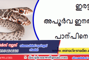ഇരട്ടതലയുള്ള അപൂർവ ഇനത്തിൽപെട്ട പാന്പിനെ പിടികൂടി