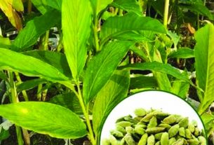 ശരീരത്തിനു ഗുണങ്ങള് നല്കുന്ന ഏലയ്ക്കാ
