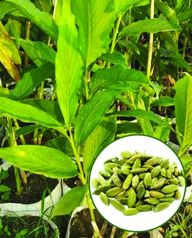 ശരീരത്തിനു ഗുണങ്ങള്‍ നല്‍കുന്ന ഏലയ്ക്കാ