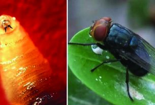മനുഷ്യരുടെയുള്പ്പെടെ മാംസം തിന്നുന്ന ഈച്ചകള് പടരുന്നു: ആശങ്കയോടെ അമേരിക്ക