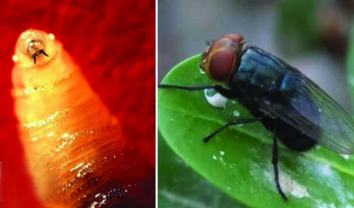 മനുഷ്യരുടെയുള്‍പ്പെടെ മാംസം തിന്നുന്ന ഈച്ചകള്‍ പടരുന്നു: ആശങ്കയോടെ അമേരിക്ക