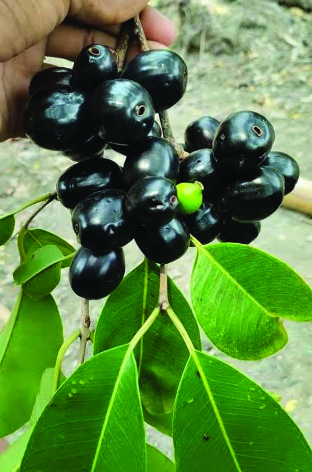 ഞാവല്‍ പഴത്തിന്റെ ഔഷധ ഗുണങ്ങള്‍