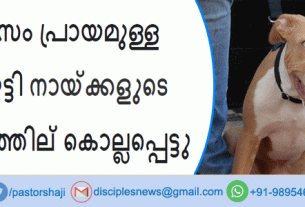 ഒരു മാസം പ്രായമുള്ള ആണ്‍കുട്ടി പിറ്റ്ബുളിന്റെ ആക്രമണത്തില്‍ കൊല്ലപ്പെട്ടു