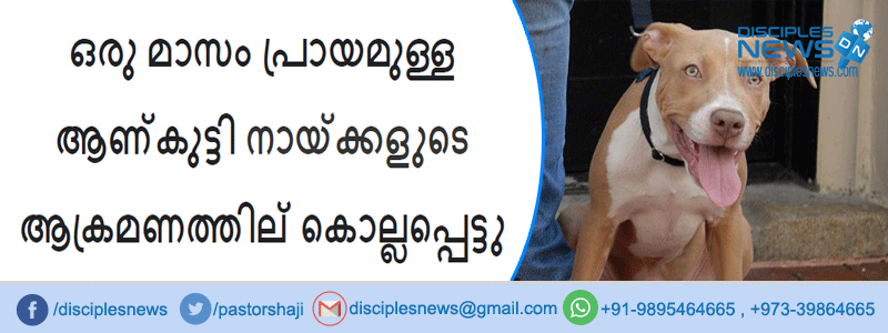 ഒരു മാസം പ്രായമുള്ള ആണ്‍കുട്ടി പിറ്റ്ബുളിന്റെ ആക്രമണത്തില്‍ കൊല്ലപ്പെട്ടു