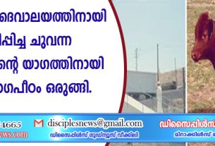 യെരുശലേം ദൈവാലയത്തിനായി ഉത്പാദിപ്പിച്ച ചുവന്ന പശുക്കിടാവിന്റെ യാഗത്തിനായി വലിയ യാഗപീഠം ഒരുങ്ങി