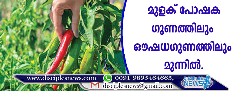 മുളക് പോഷക ഗുണത്തിലും ഔഷധ ഗുണത്തിലും മുന്നില്‍