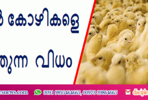 ബ്രോയ്ലർ കോഴികളെ വളർത്തുന്ന വിധo