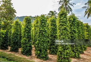 കുരുമുളക് കൃഷി: ഇസ്രായേൽ മോഡൽ അഡ്വാൻസ്ഡ് ഫാർമിംഗ് പ്ലാൻ