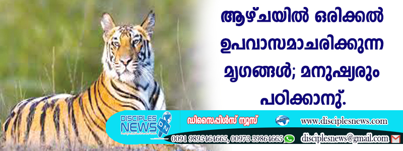 ആഴ്ചയില്‍ ഒരിക്കല്‍ ഉപവാസമാചരിക്കുന്ന മൃഗങ്ങള്‍; മനുഷ്യരും കണ്ടു പഠിക്കാനുണ്ട്