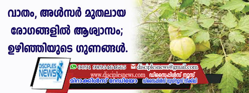 വാതം, അള്‍സര്‍ മുതലായ രോഗങ്ങളില്‍ ആശ്വാസം; ഉഴിഞ്ഞയുടെ ഗുണങ്ങള്‍
