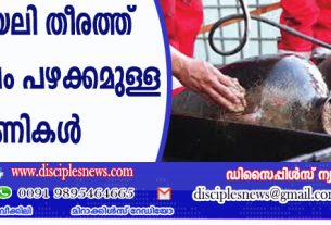 യിസ്രായേലി തീരത്ത് 3300 വര്‍ഷം പഴക്കമുള്ള ഭരണികള്‍ കണ്ടെത്തി