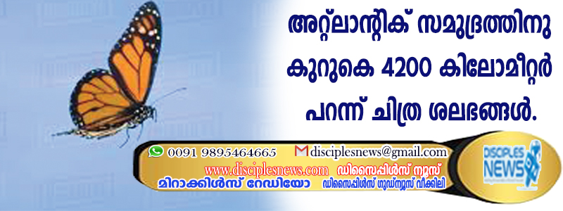 അറ്റ്ലാന്റിക് സമുദ്രത്തിനു കുറുകെ 4200 കിലോമീറ്റര്‍ പറന്ന് ചിത്ര ശലഭങ്ങള്‍