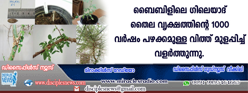 ബൈബിളിലെ ഗിലെയാദ് തൈല വൃക്ഷത്തിന്റെ 1000 വര്‍ഷം പഴക്കമുള്ള വിത്ത് മുളപ്പിച്ച് വളര്‍ത്തുന്നു