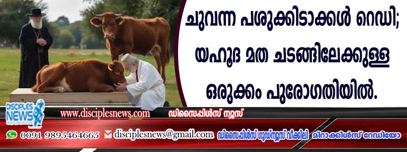 ചുവന്ന പശുക്കിടാക്കള്‍ റെഡി; യഹൂദ മത ചടങ്ങിലേക്കുള്ള ഒരുക്കം പുരോഗതിയില്‍