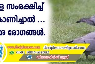പ്രാവുകളെ സംരക്ഷിച്ച് അടുപ്പം കാണിച്ചാല്‍ ഉണ്ടാകുന്നത് ശ്വാസകോശ രോഗങ്ങള്‍