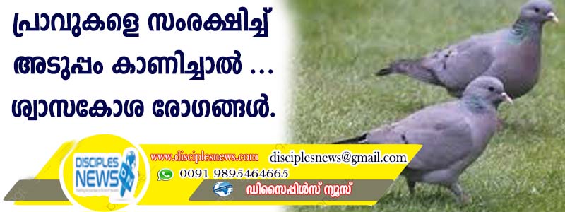 പ്രാവുകളെ സംരക്ഷിച്ച് അടുപ്പം കാണിച്ചാല്‍ ഉണ്ടാകുന്നത് ശ്വാസകോശ രോഗങ്ങള്‍