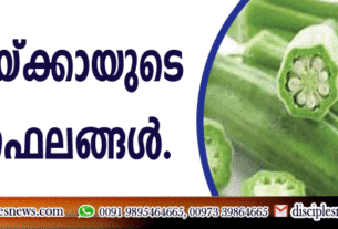 വെണ്ടയ്ക്കായുടെ ഗുണ ഫലങ്ങള്‍