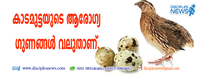 കാടമുട്ടയുടെ ആരോഗ്യ ഗുണങ്ങള്‍ വലുതാണ്