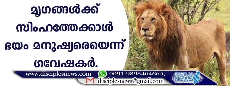 മൃഗങ്ങള്‍ക്ക് സിംഹത്തേക്കാള്‍ ഭയം മനുഷ്യരെയെന്ന് ഗവേഷകര്‍