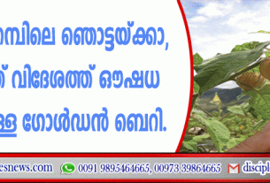 നമ്മുടെ പറമ്പിലെ ഞൊട്ടയ്ക്ക, വിദേശത്ത് ഔഷധ സിദ്ധിയുള്ള ഗോള്‍ഡന്‍ ബെറി